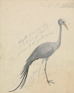 Una Gru da James de Carle Sowerby