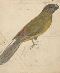 Un pappagallo da James de Carle Sowerby