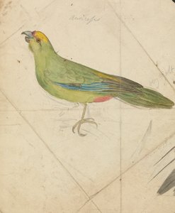 Pappagallo da James de Carle Sowerby