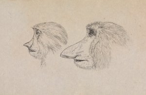Teste di due scimmie nasiche