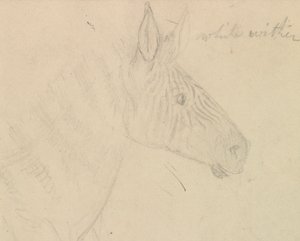 Zebra da James de Carle Sowerby