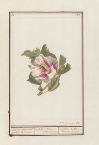 Ibisco (Hibiscus syriacus)