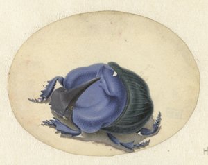 Scarabeo blu