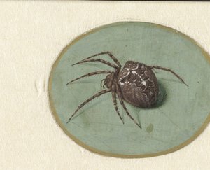 Ragno da Jan Augustin van der Goes