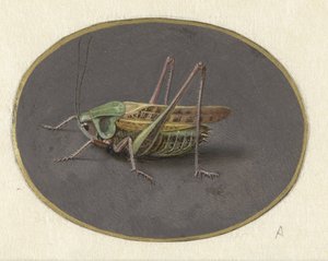 Cavalletta da Jan Augustin van der Goes