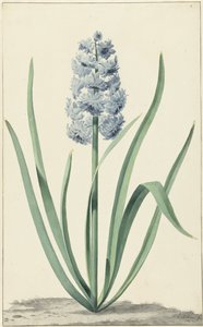 Il giacinto blu Franciscus Primus