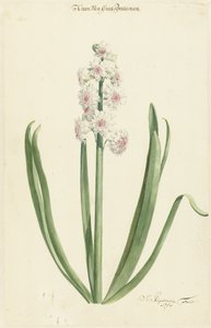 Il giacinto rosa e bianco Corona di Gran Bretagna da Jan Augustini