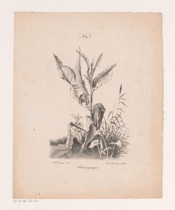 Piante acquatiche (serie Principi di paesaggi disegnati dal vero ed eseguiti su pietra) da Jan Baptiste de Jonghe