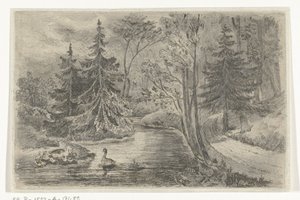 Sentiero boschivo vicino a uno stagno con anatre