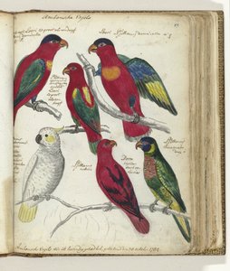Uccelli di Ambon
