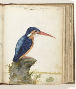 Martin pescatore dalle orecchie blu da Jan Brandes