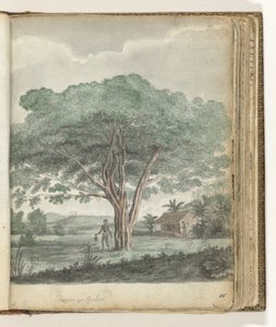 Albero a Ceylon da Jan Brandes