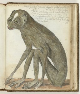 Bradipo di Ceylon da Jan Brandes