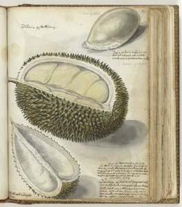 Durian