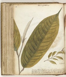 Foglia di durian da Jan Brandes