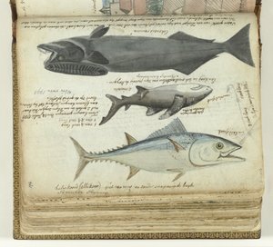 Un tonno, uno squalo e una remora da Jan Brandes