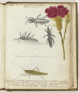 Scarabeo olandese e cavalletta del riso giavanese da Jan Brandes