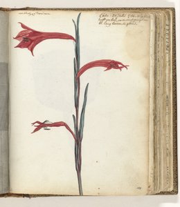 Fiore del Capo