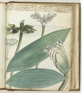 Fiore del Capo