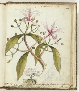 Albero di siepe del Capo da Jan Brandes