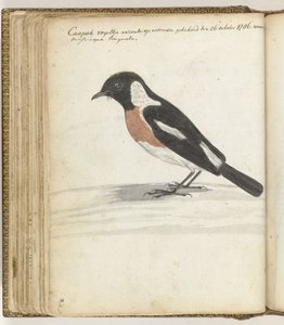 Uccello del Capo