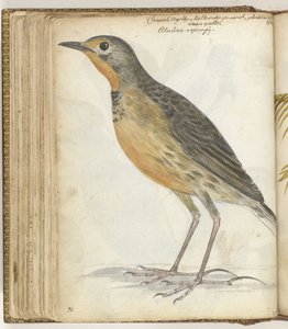 Uccello del Capo