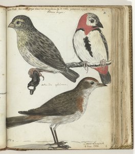 Uccelli del Capo