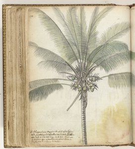 Albero di cocco