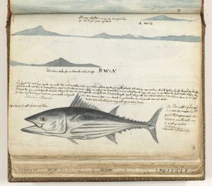 Profili costieri delle Isole Canarie. Pesce da Jan Brandes