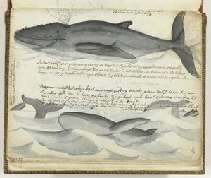 Balene franche del Nord da Jan Brandes