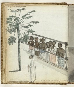 Albero di papaya, richiedenti giustizia presso il Dessave e un 