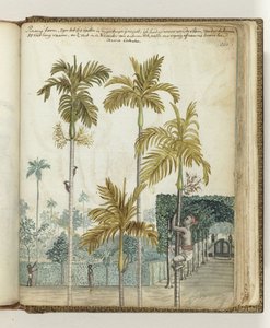 Alberi di pinang presso la tenuta