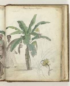 Albero di banane