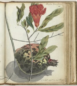 Melograno da Jan Brandes
