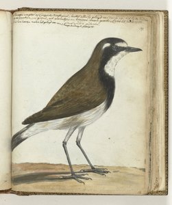 Uccello pecora o usignolo del Capo