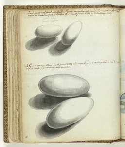 Uova di tartaruga e serpente da Jan Brandes