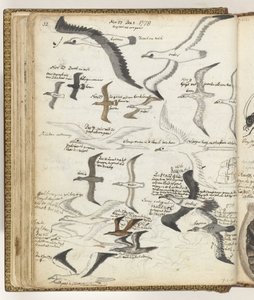 Uccelli marini da Jan Brandes