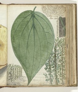 Coltura di sirih da Jan Brandes