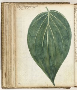 Sirih o foglia di betel da Jan Brandes