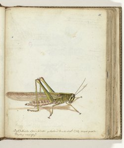 Cavalletta
