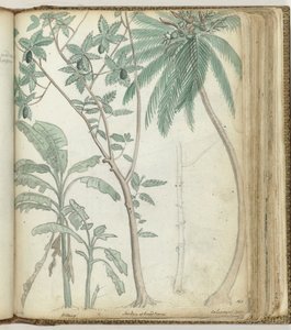 Alberi tropicali da Jan Brandes
