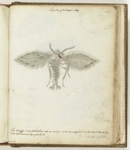 Moscerino