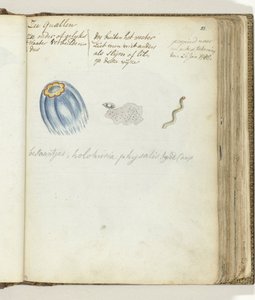 Meduse