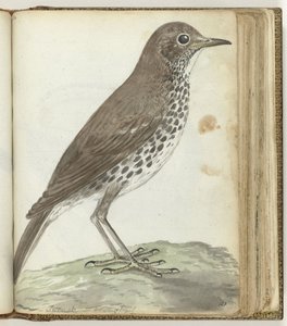 Uccello svedese
