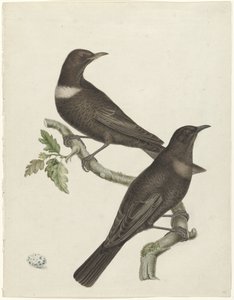 Due tordi (Purdus torquatus) con un uovo da Jan Christiaan Sepp (possibly)