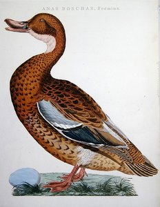 Anatra selvatica