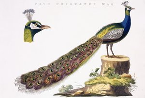 Pavone, c.1809-1829