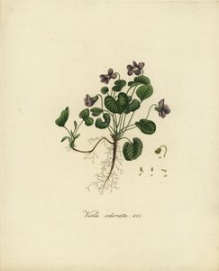Viola odorata