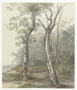 Paesaggio boschivo