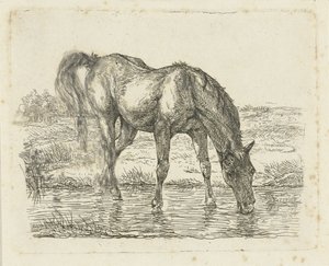 Cavallo che beve